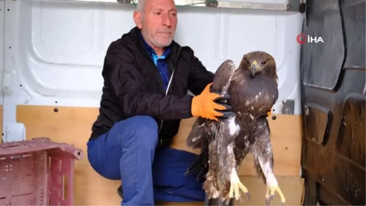 Yaralı Kaya Kartalı tedavi altına alındı