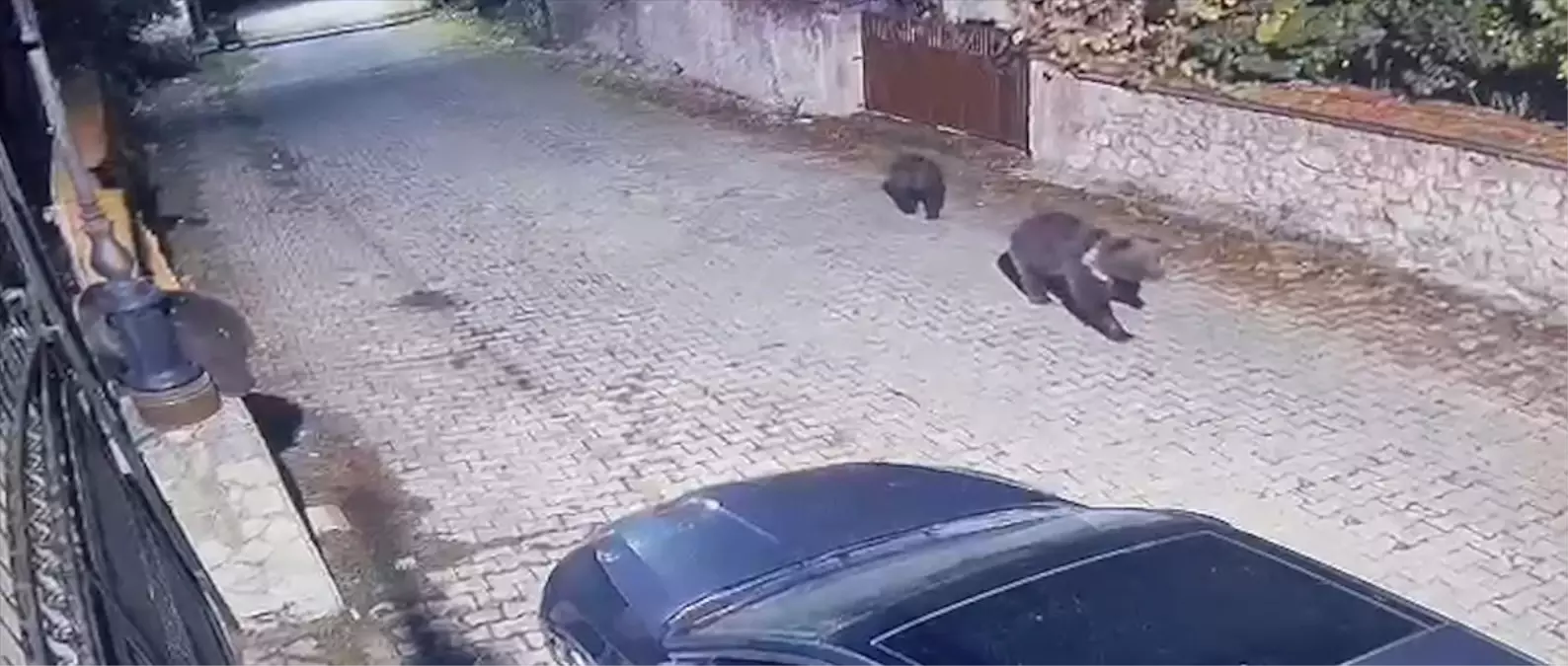 Safranbolu'da Şehir Merkezine İnen Ayılar Güvenlik Kameralarına Yansıdı