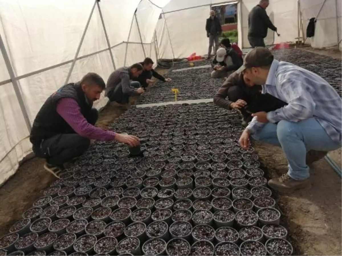 Niğde Patates Araştırma Enstitüsü'nden yerli ve milli patatesler