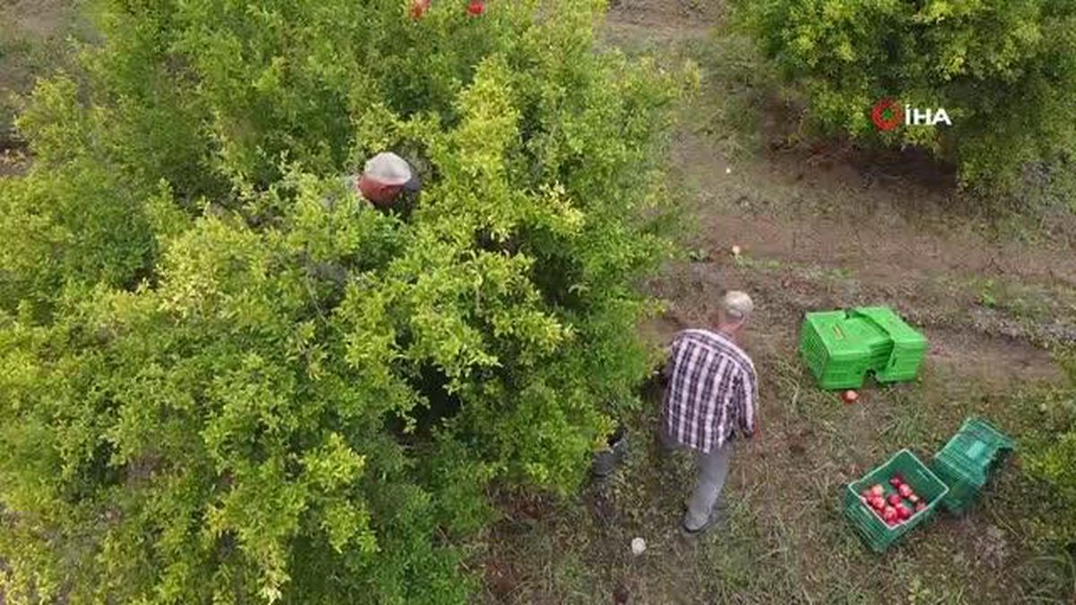 Balıkesir Havran'da Yetişen Narlar İlgi Görüyor