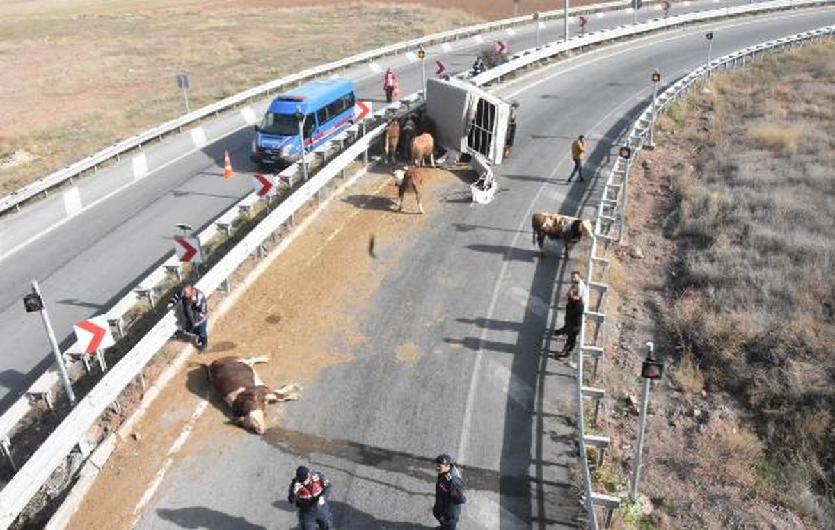 Sivas'ta Büyükbaş Hayvan Yüklü Kamyonet Devrildi