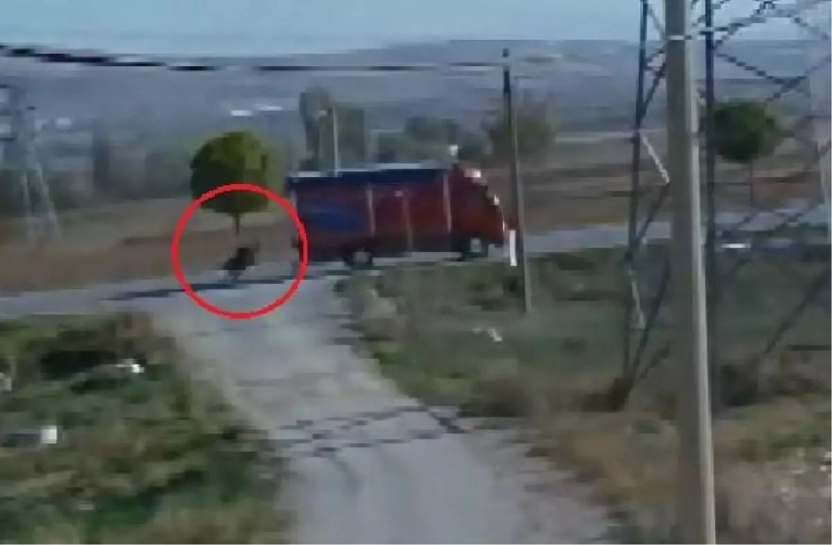 Sivas'ta kamyonetin çarptığı yaşlı kadın hayatını kaybetti