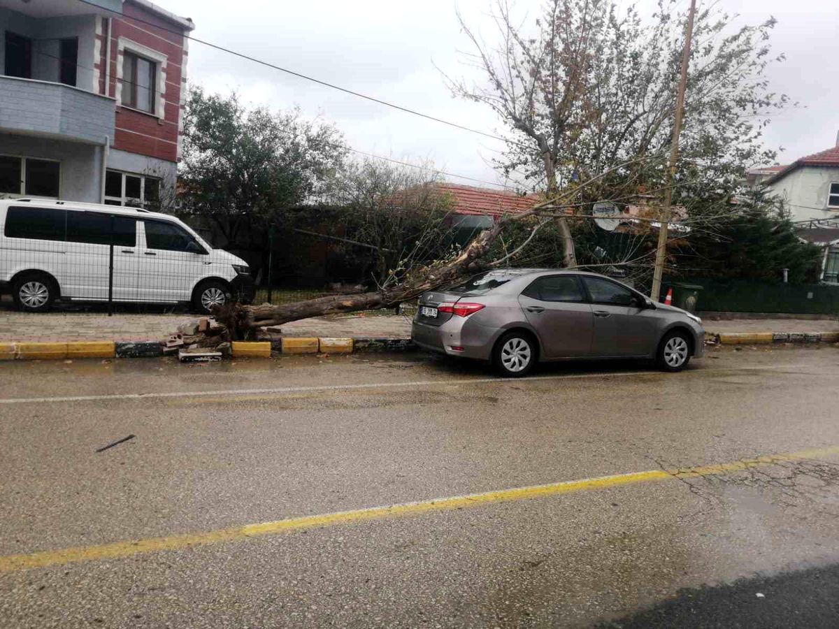 Rüzgarın etkisiyle ağaç otomobilin üzerine devrildi