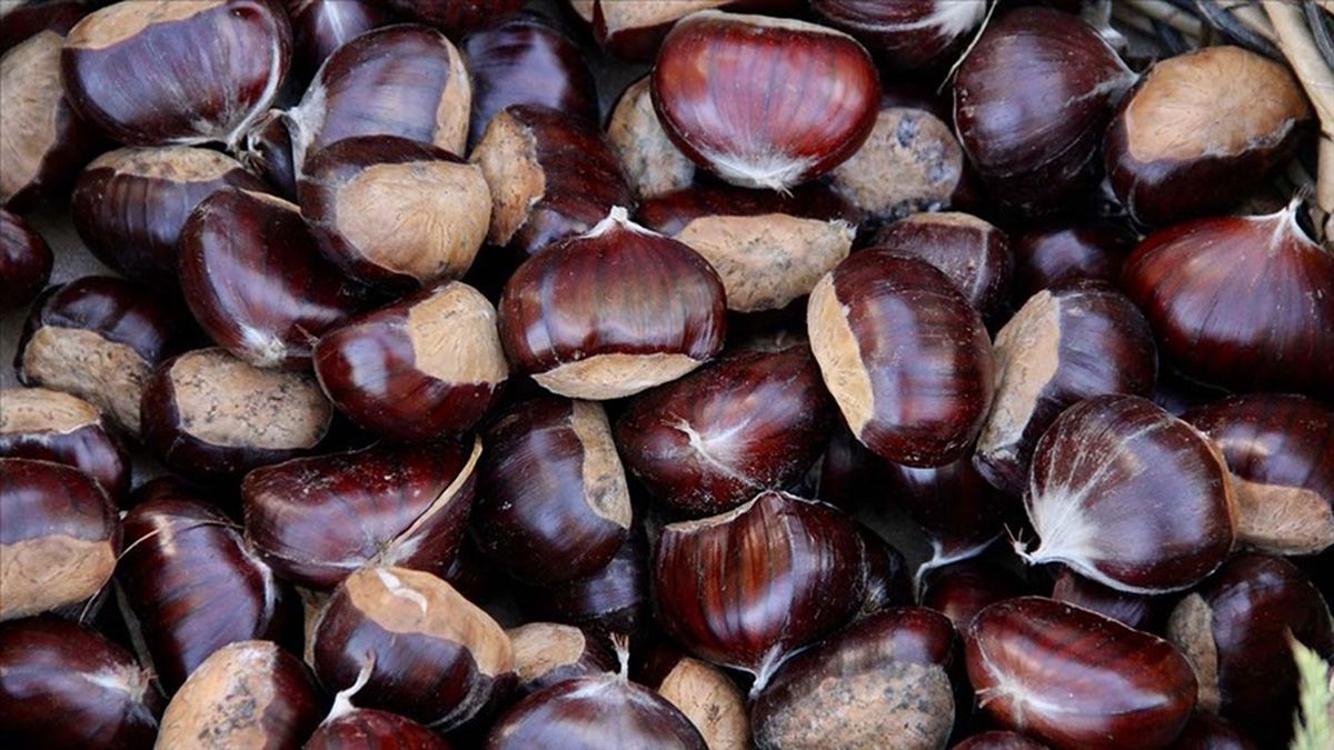 Kestane meyve mi, sebze mi, yemiş mi? Kestane hangi gruba girer, kış sebzesi mi?