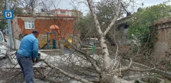 Malkara'da Fırtına Sonucu Ağaçlar Devrildi