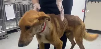 Alt çenesi alınan köpek ameliyatla hayata tutundu