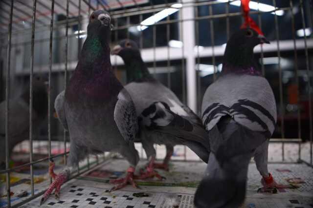 350 posta güvercini 800 kilometrelik yarışta uçtu, 42 kupa sahiplerini buldu 350 posta güvercini 800 kilometrelik yarışta uçtu, 42 kupa sahiplerini buldu