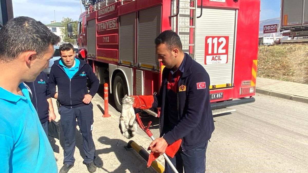 Erzincan'da Mahsur Kalan Kedi İtfaiye Tarafından Kurtarıldı