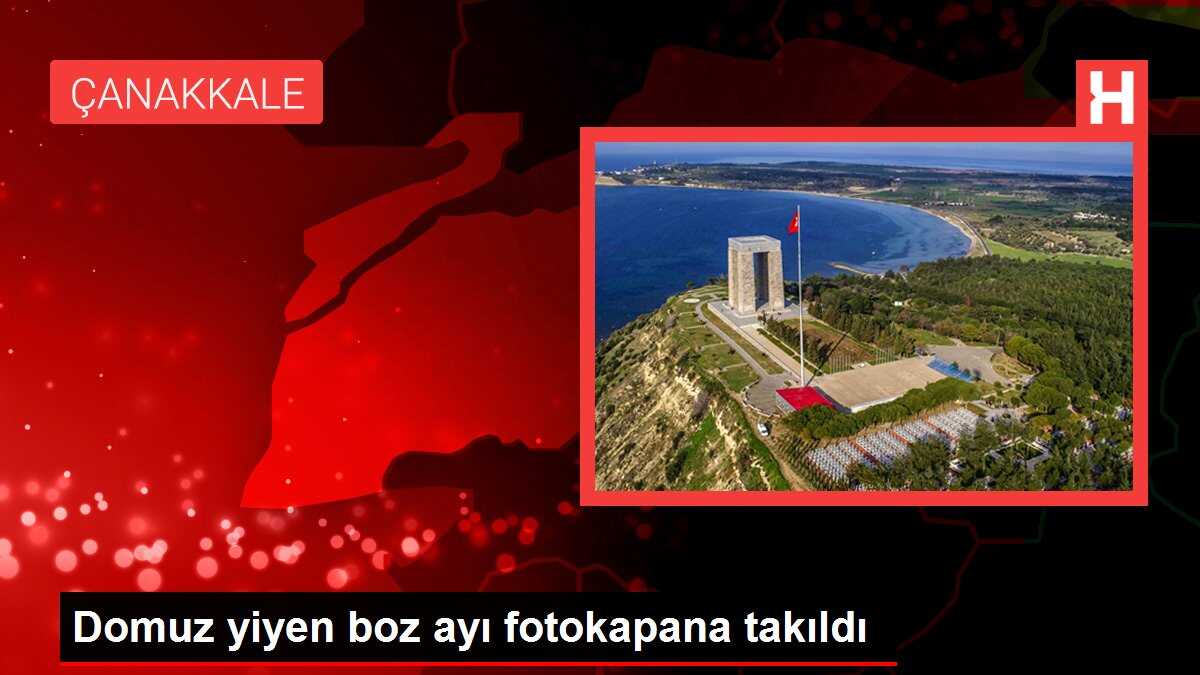 Domuz yiyen boz ayı fotokapana takıldı