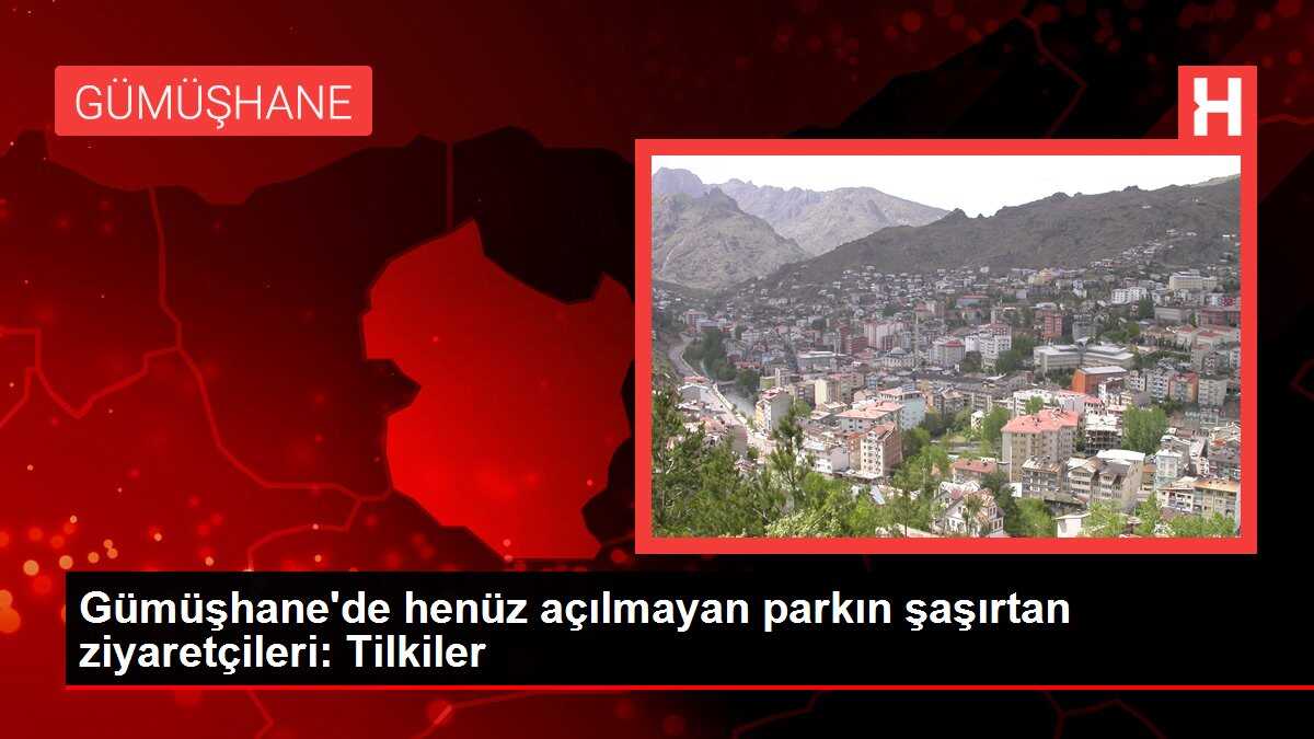 Gümüşhane'de henüz açılmayan parkın şaşırtan ziyaretçileri: Tilkiler