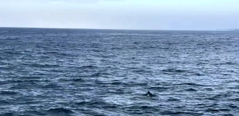Mavi balinaların göçü iklim değişikliği nedeniyle gecikiyor