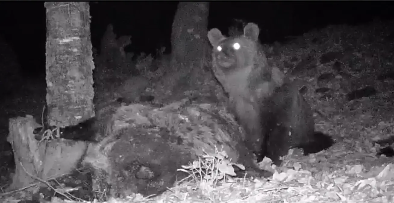 Kaz Dağları'nda fotokapanla bozayı görüntülendi