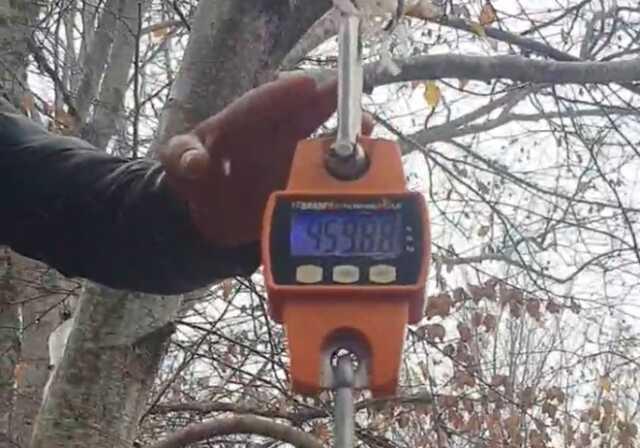 Tarlaları talan ediyordu! Bakanlıktan izin alıp 459 kiloluk domuzu avladılar