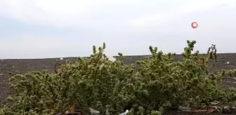 Türkiye'nin en uzun kumsalında 200 tür bitki yetişiyor