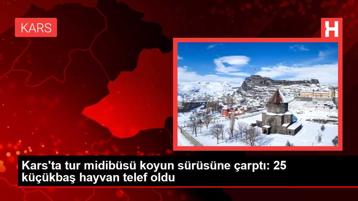 Kars'ta tur midibüsü koyun sürüsüne çarptı: 25 küçükbaş hayvan telef oldu