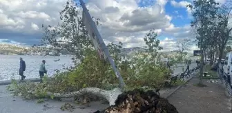 Sarıyer'de Devrilen Çınar Ağacı Aydınlatma Direğine Çarptı