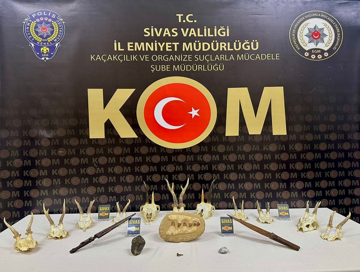 Sivas'ta Karaca ve Dağ Keçisi Kafatasları Ele Geçirildi