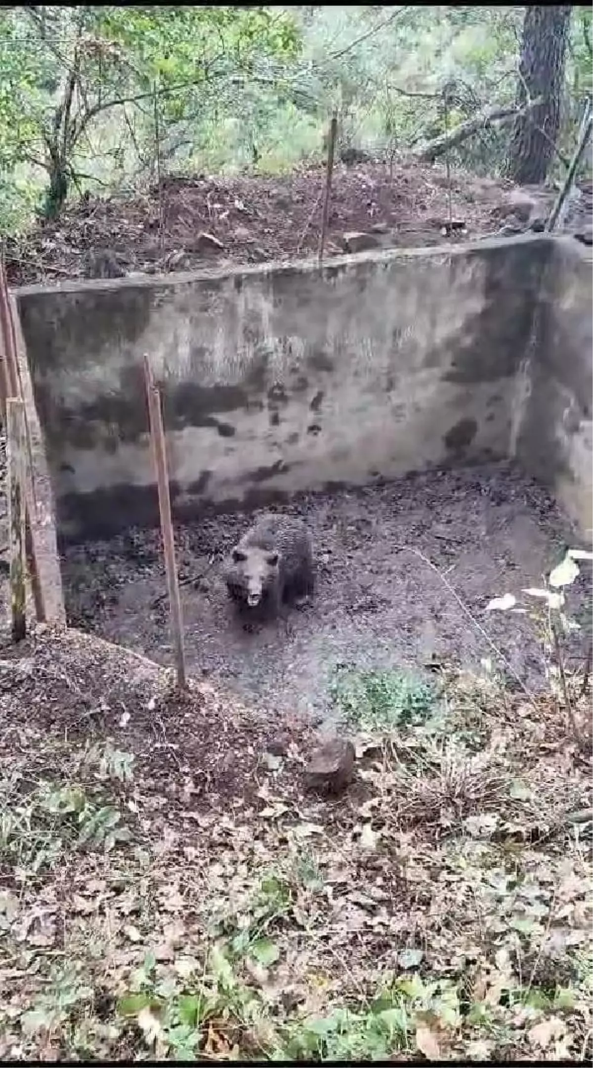 Kocaeli'de İçi Boş Havuza Düşen Ayı Yavrusu Kurtarıldı