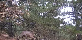 Çankırı'da yağmur altında ormanda yiyecek arayan kızıl geyikler fotokapanla görüntülendi