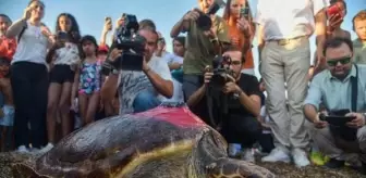 Bitkin Haldeki Deniz Kaplumbağası 'Lara' 15 Ayda 3 Bin Kilometre Yol Katetti