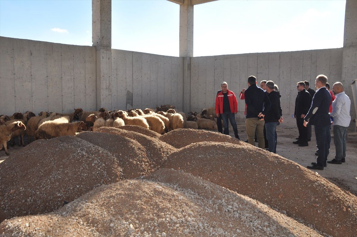 Mardin'de yetiştiricilere küçükbaş hayvan desteği