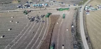 Türkiye'nin ilk tescilli kenevir tohumu 'Narlı' hasat edildi