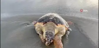 Ölü caretta caretta sahile vurdu