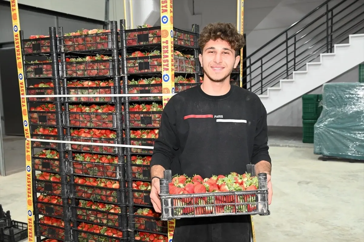 Seydişehir Belediyesi Soğuk Hava Deposundan İlk İhracat Gerçekleştirildi