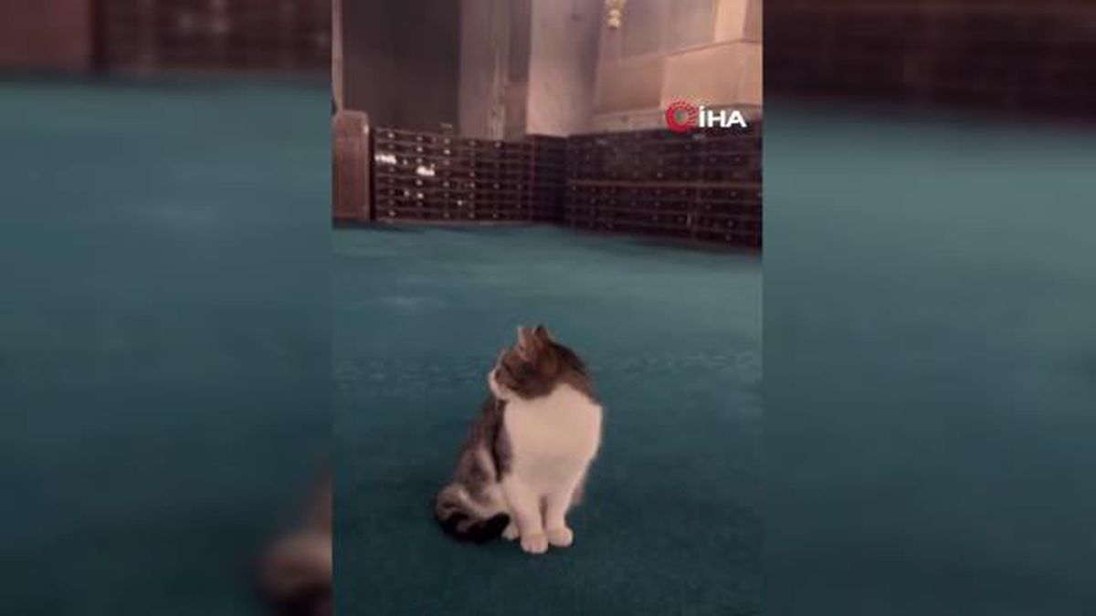 Ayasofya'da kedi sevdiği video ile viral olan Ahmet amca