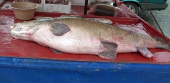 Erzincanlı vatandaş olta ile 110 kilogramlık turna balığı yakaladı