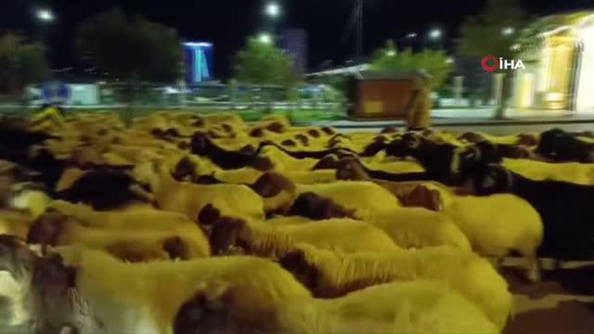 Konargöçerler Kozan'a geldi