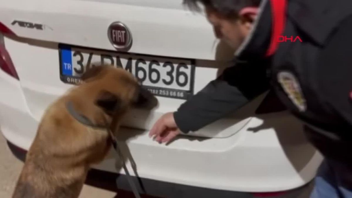 Aydın'da Özel Eğitimli Köpek İle Uyuşturucu Operasyonu