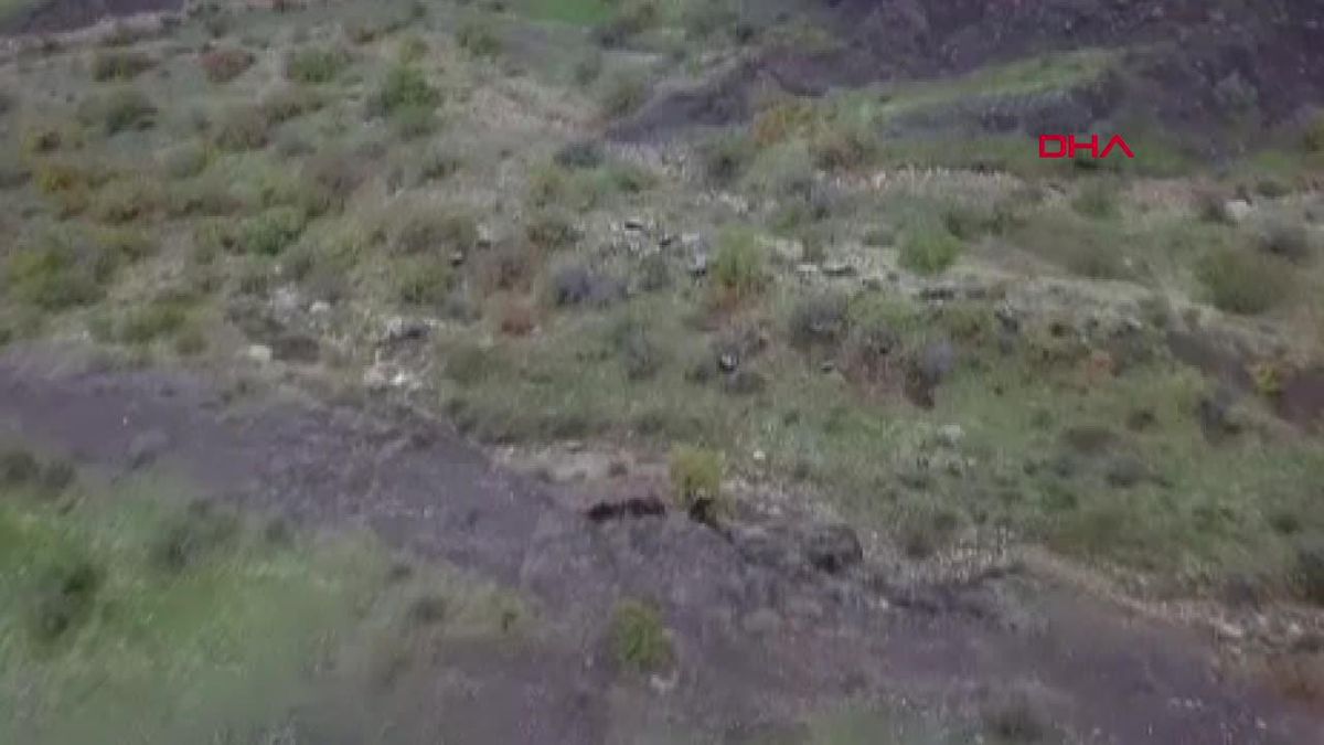 Çiftçi, dron kullanarak yaban domuzu sürüsünü uzaklaştırdı