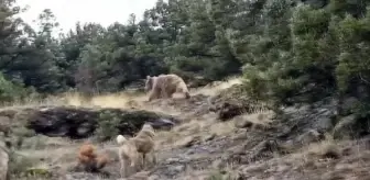 Bolu'da çoban köpekleri ayıları uzaklaştırdı