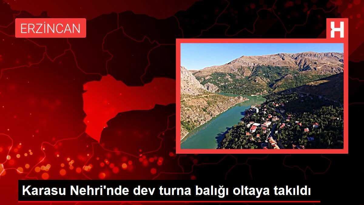 Karasu Nehri'nde dev turna balığı oltaya takıldı