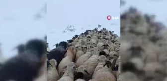 Yaylalardan indirilmeye başlanan koyun sürüsü kar ve tipiye yakalandı