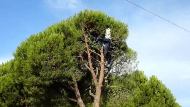 Çam fıstığında hasat başladı! Günlük 1500 TL yevmiye için hayatlarını hiçe sayıyorlar