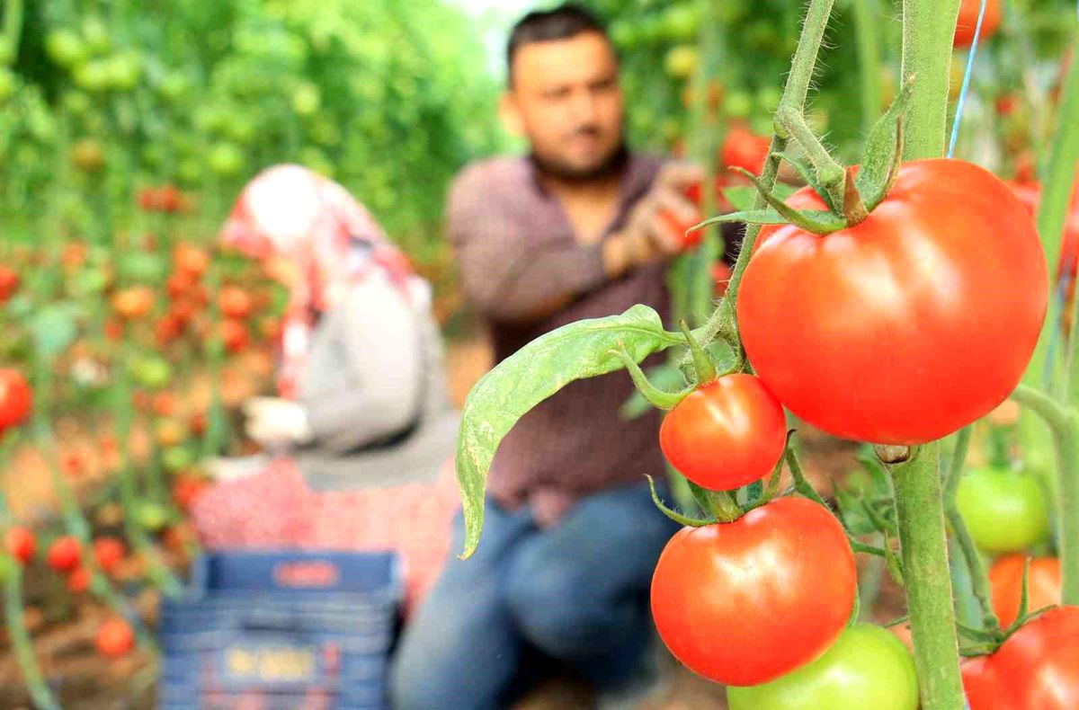 Mersin'de Domates Hasadı Başladı