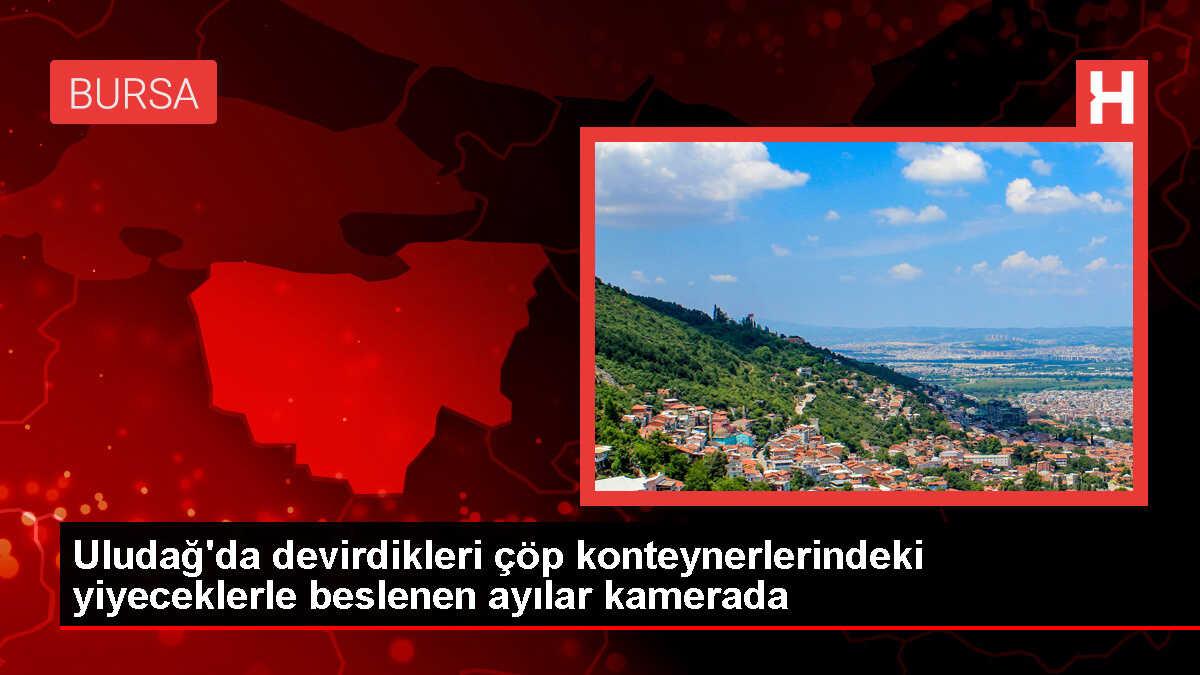 Uludağ'da devirdikleri çöp konteynerlerindeki yiyeceklerle beslenen ayılar kamerada