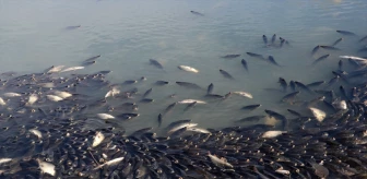 Yozgat'ta Gelingüllü Sulama Barajı'nda Toplu Balık Ölümleri