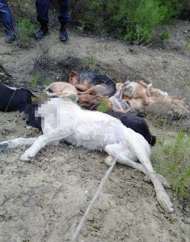 Bilecik'te 14 köpeğin ölümüne ilişkin 4 kişi gözaltına alındı