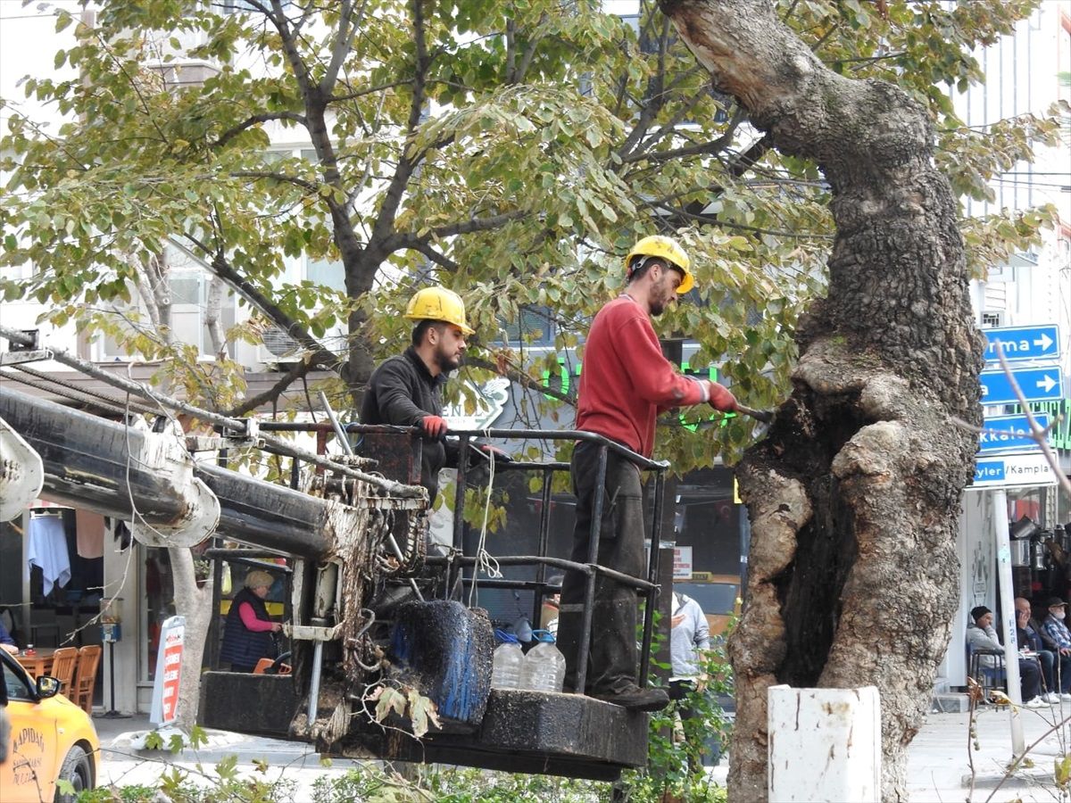 Erdek'teki anıt ağaçların bakımına başlandı