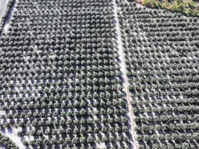 Cennet hurmasında kurutma mesaisi! Değeri 10 kat artıyor