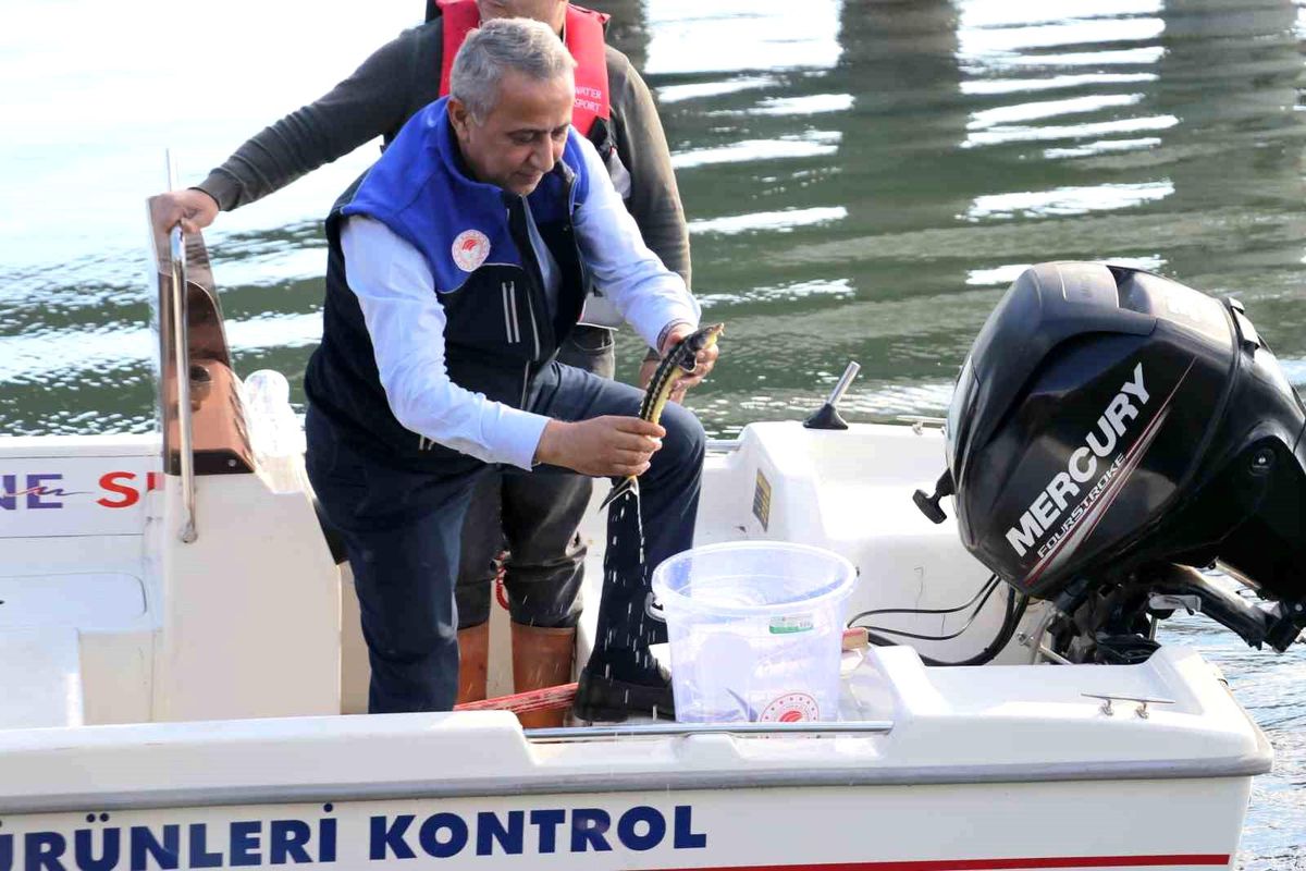 Samsun'da Yeşilırmak Nehri'ne Mersin balığı yavrusu bırakıldı