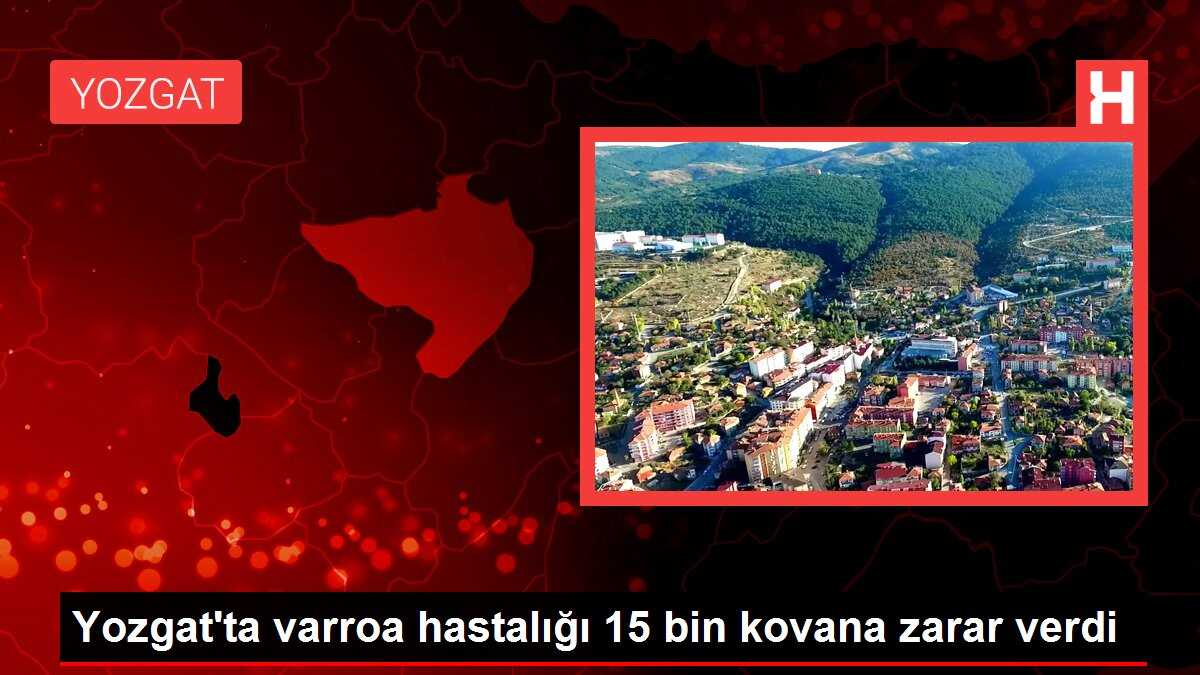 Yozgat'ta varroa hastalığı 15 bin kovana zarar verdi