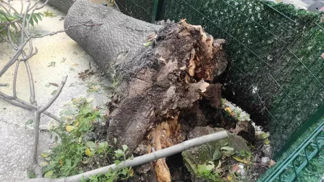 Fırtına nedeniyle devrilen ağacın altında kalmaktan son anda kurtuldu Fırtına nedeniyle devrilen ağacın altında kalmaktan son anda kurtuldu
