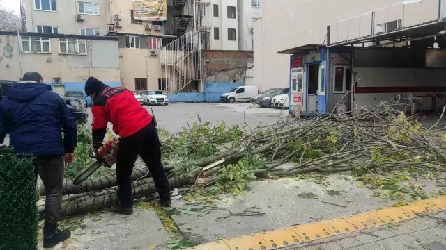 Fırtına nedeniyle devrilen ağacın altında kalmaktan son anda kurtuldu Fırtına nedeniyle devrilen ağacın altında kalmaktan son anda kurtuldu