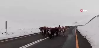 Erzurum'da yaylacıların zorlu yolculuğu