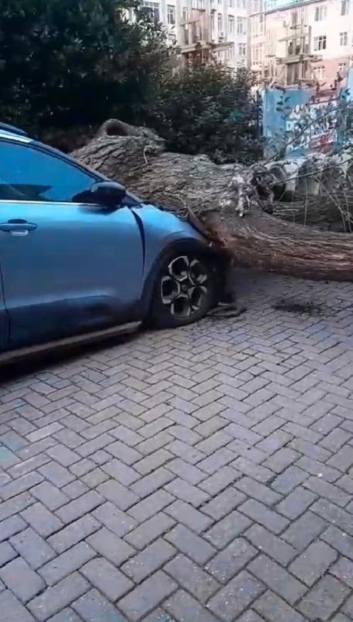 GÜNGÖREN'de Rüzgarın Etkisiyle Ağaç Otomobilin Üzerine Devrildi