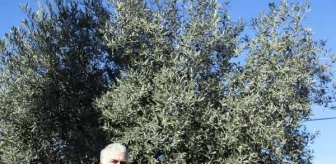 Zeytinpark'taki 1200 Yıllık Zeytin Ağacının Verimi Yarıya Düştü